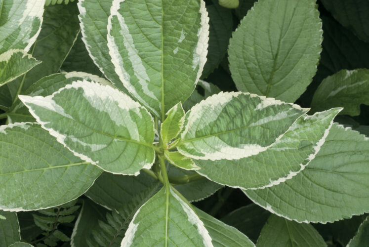 Hydrangea Varieties and Care